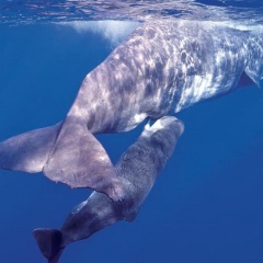 Cá voi làm thế nào cho con bú được ở dưới đại dương?